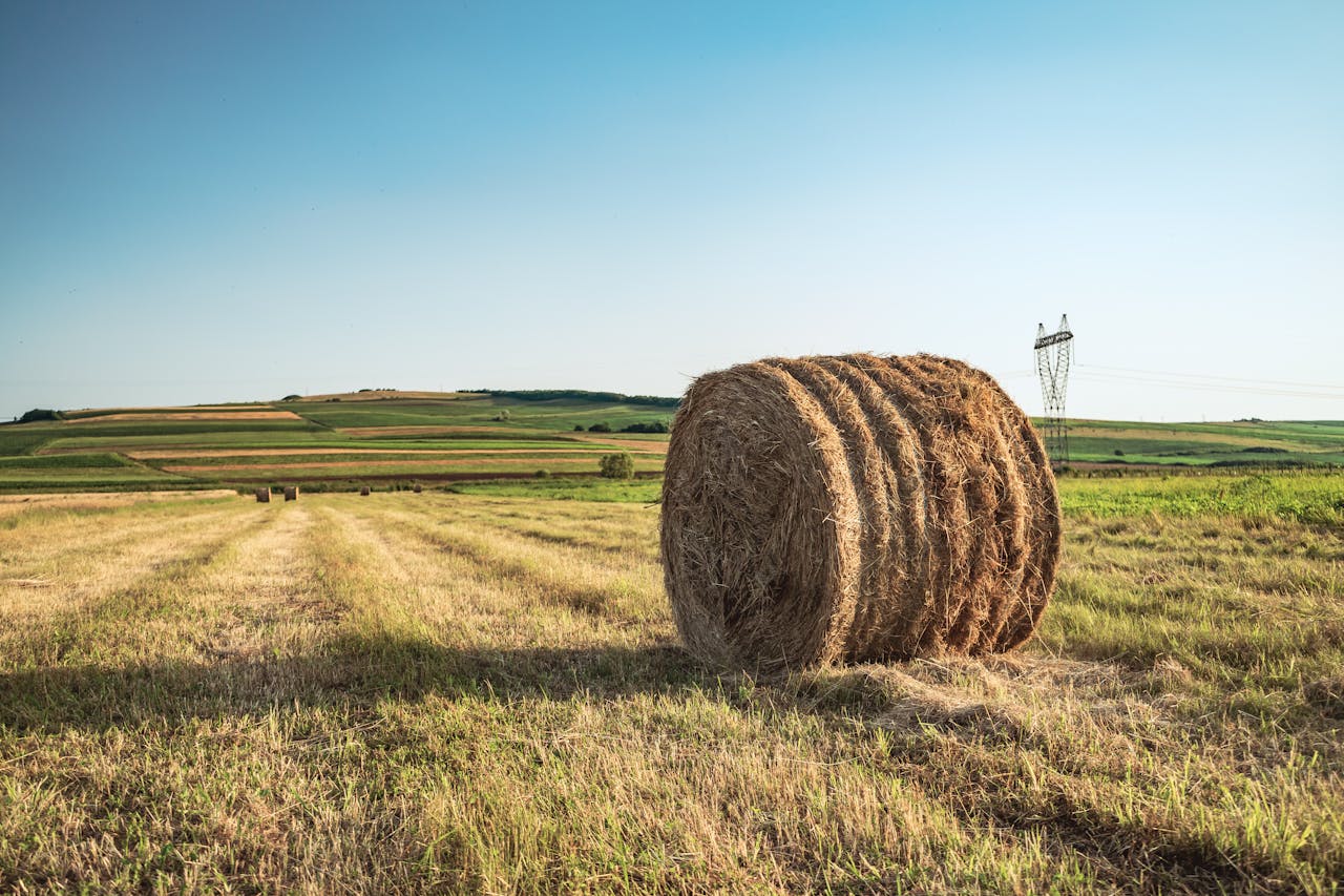 Finding Affordable Grass Hay for Sale Near Me: Insider Tips