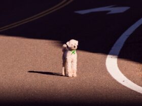 Black and White Poodle