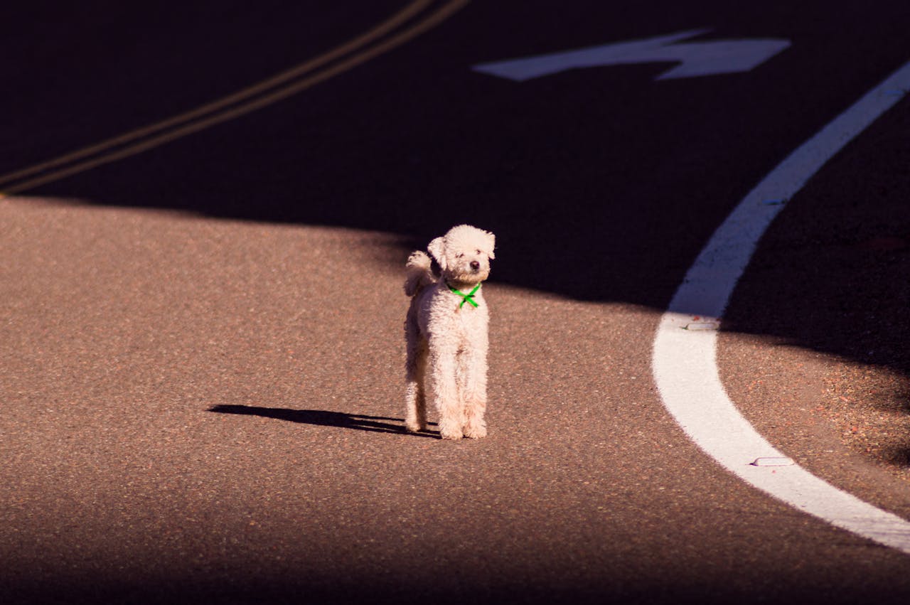 Black and White Poodle